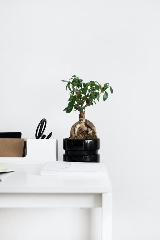 Easy Ways to Add Nature to Your Workspace for a Calmer Day